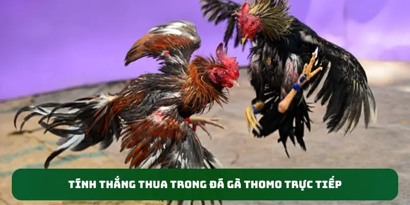 Cách xác định thắng bại trong trận đá gà Thomo trực tiếp