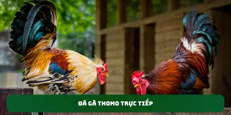 đá gà thomo trực tiếp SV88