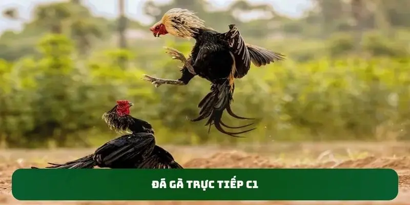 Đá gà trực tiếp C1 SV88