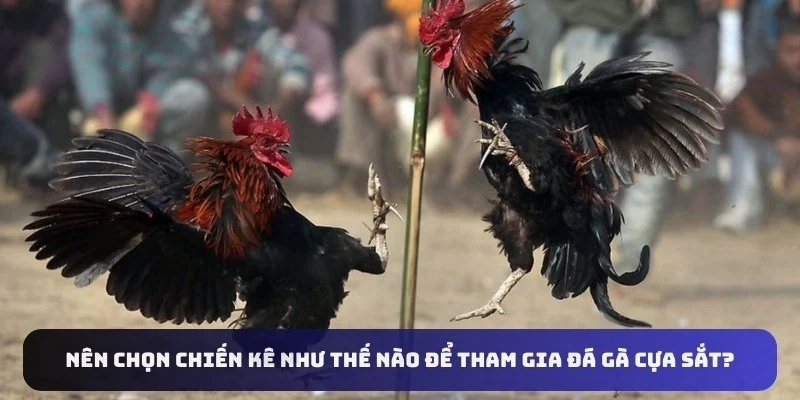 Nên chọn chiến kê như thế nào để tham gia đá gà cựa sắt?