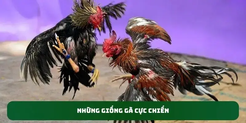 Những giống gà cực chiến 