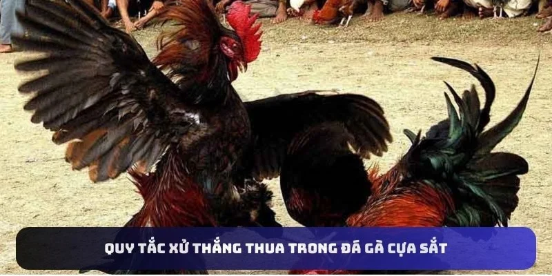 Quy tắc xử thắng thua trong đá gà cựa sắt