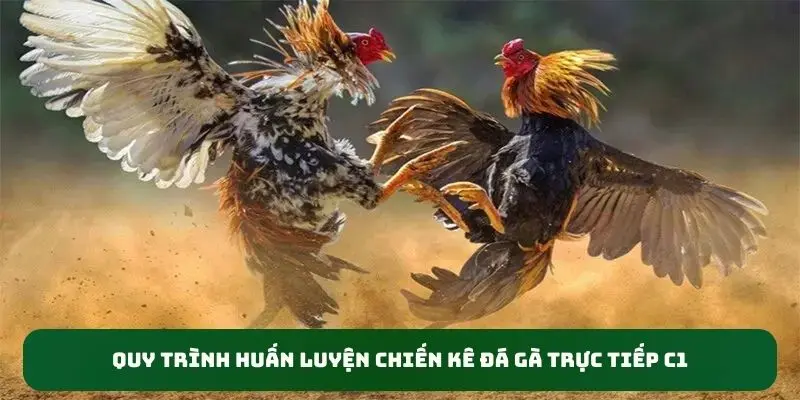 Quy trình huấn luyện chiến kê đá gà trực tiếp C1