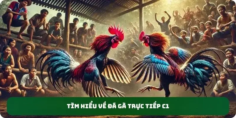 Tìm hiểu về đá gà trực tiếp C1